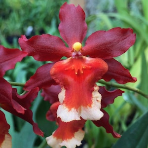 May include: Close-up of a vibrant orchid flower. The petals are a deep burgundy color, with a bright orange and white center. The flower has a yellow center and is set against a blurred green background.