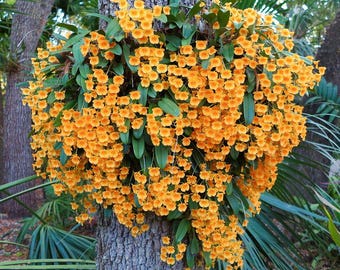 FRAGRANT Dendrobium Orchid ~ Den. aggregatum (syn lindleyi) ~ Bloom Size ~ Tropical Houseplant