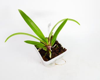 Vandachostylis Pinky coerulea x Rhy. gigantea 'Spots' ~ 4" Pot ~ Tropical ~ House Plant