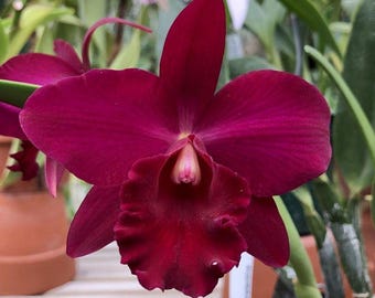 Cattleya Orchid ~ Pot. Paradise Rose 'My Valentine' ~ Bloom Size ~ Tropical Houseplant