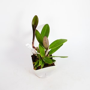 Cattleya Orchid ~ C. schilleriana x sib (&#39;BR Orquideas&#39; x Guarapari-coerulea&#39;) ~ 4&quot; Pot ~ Tropical Houseplant