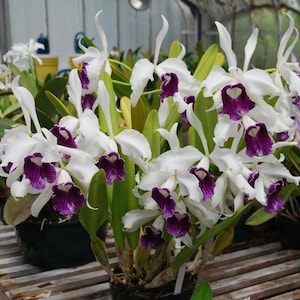 May include: A cluster of white orchids with vibrant purple centers and accents. The flowers have delicate, curved petals and are surrounded by green leaves. The orchids are potted and arranged on a wooden surface, creating a visually appealing floral display.