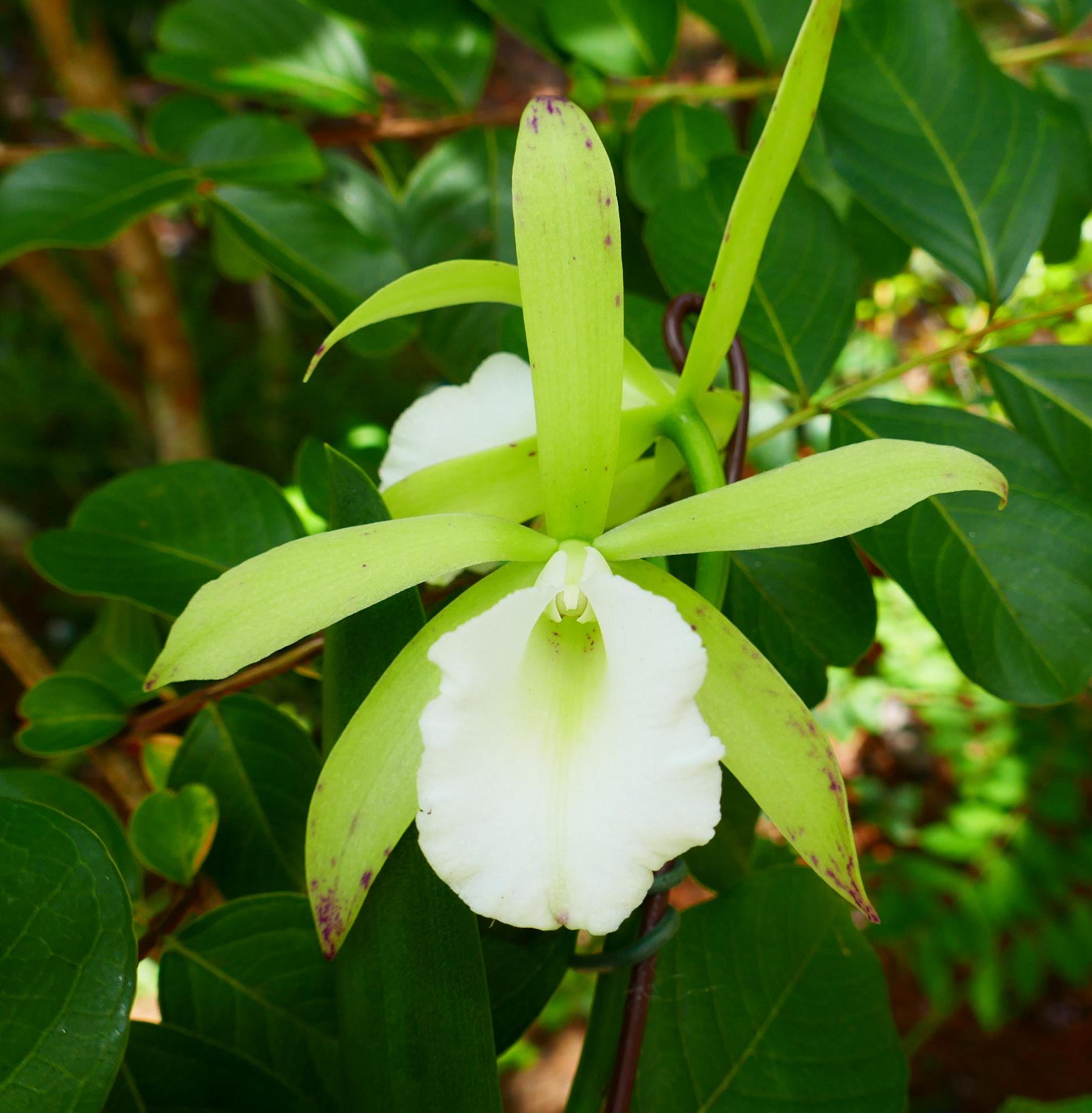 Cattleya Orchid ~ Lc. Green Veil X B. Nodosa 4N ~ Bloom Size