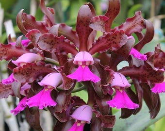 IN SPIKE / BUD  Fragrant ~ Cattleya Orchid ~ B. nodosa '24088' x C. Mareeba ~ 4" Pot ~ Tropical Houseplant