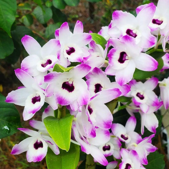 IN SPIKE / BUD ~ Dendrobium Nobile Orchid Plant ~ Den Love Memory ~  Tropical ~ Exotic ~ Houseplant