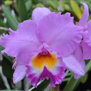 May include: Close-up of a vibrant orchid flower. The petals are a soft lavender color with ruffled edges. The center of the flower features a bright orange and yellow pattern, transitioning to a deep purple at the base.
