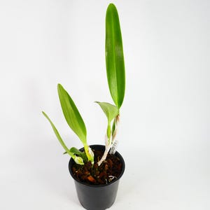 FRAGRANT ~ Cattleya Species Orchid ~ C. lueddemanniana v semi-alba &#39;Galera&#39; ~ Tropical ~ House Plant