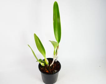 FRAGRANT ~ Cattleya Species Orchid ~ C. lueddemanniana v semi-alba 'Galera' ~ Tropical ~ House Plant