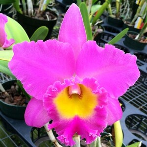 May include: Close-up of a vibrant Cattleya orchid flower. The petals are a bright magenta with ruffled edges, surrounding a yellow and orange center. Green leaves and other plants are visible in the background.