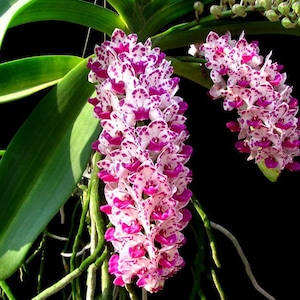FRAGRANT ~ Orchid ~ Rhynchostylis gigantea Red Spot ~ 4&quot; Pot ~ Near Bloom Size ~ Tropical ~ House Plant