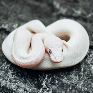 May include: A white albino python snake curled up on a dark gray textured surface. The snake has light blue eyes and a light pink nose.