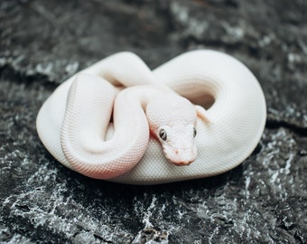 Ball Python Portrait