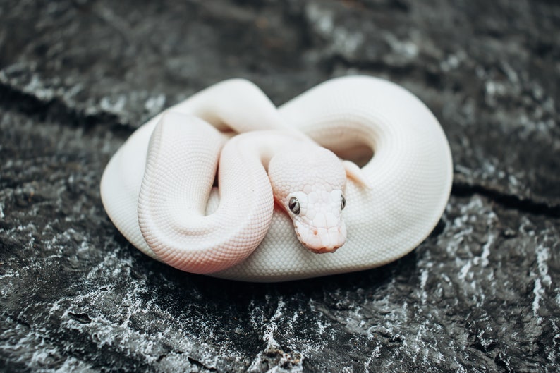 Może przedstawiać: Biały, albinotyczny wąż boa dusiciel zwinięty na ciemnoszarej, teksturowanej powierzchni. Wąż ma jasnoniebieskie oczy i jasnor&oacute;żowy nos.