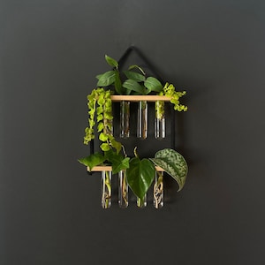 Puede incluir: Un soporte de pared de madera para plantas con seis tubos de ensayo de vidrio. El soporte es negro y tiene una cuerda que cuelga de la parte superior. Los tubos de ensayo están llenos de plantas verdes.