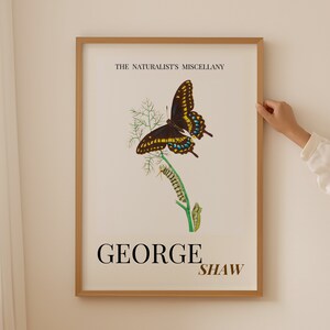 Troilus Illustration, Butterfly Life Cycle, Butterfly Wall Decor, Butterfly Wall Art, Gift for Women, Butterfly Theme, Butterfly Poster