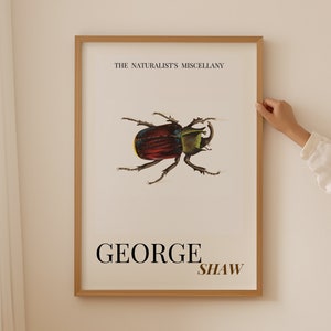 May include: A framed print with a vintage illustration of a large green and red beetle. The text "THE NATURALIST'S MISCELLANY" is at the top of the print. The text "GEORGE SHAW" is at the bottom of the print.