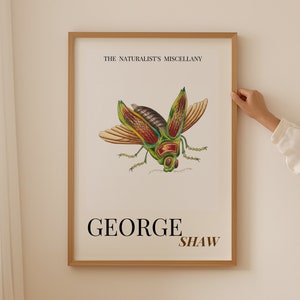 Könnte beinhalten: Ein gerahmter Druck mit einer Vintage-Illustration eines grünen, roten und braunen Käfers mit ausgebreiteten Flügeln. Der Text "THE NATURALIST'S MISCELLANY" befindet sich oben auf dem Druck. Der Text "GEORGE SHAW" befindet sich unten auf dem Druck.