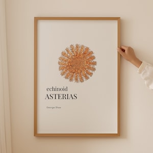 May include: A framed print of a scientific illustration of an echinoid asterias, a type of starfish, with the text "echinoid ASTERIAS George Shaw" below the image.