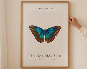 Stampa artistica di miscellanea naturalista, farfalla Morpho, illustrazione di insetti, stampa di artista famoso, regalo per lei, decorazioni per la casa, arte vintage