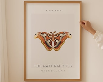 The Naturalist Miscellany Art Print, Atlas Moth Butterfly, Botanical Wall Art, Living Room Decor, Vintage Poster, Insect Print, Moth Print
