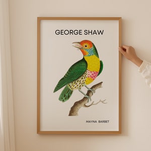 Il poster di miscellanea naturalista, uccello Mayna Barbet, uccelli da giardino britannici, stampa di uccelli vintage, ispirato alla natura, regalo veterinario