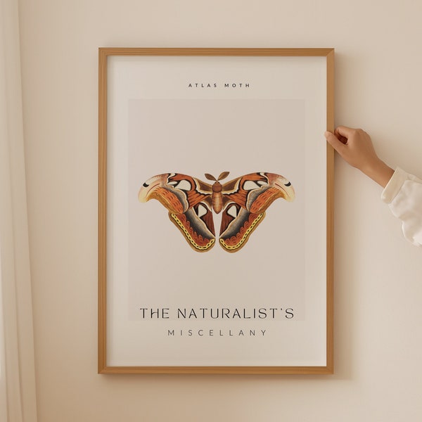 The Naturalist Miscellany Art Print, Atlas Moth Butterfly, Botanical Wall Art, Living Room Decor, Vintage Poster, Insect Print, Moth Print