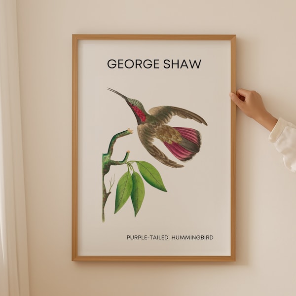 George Shaw Wall Art, Wild Bird Prints, Wildlife Artwork, Bird Lover Gift, Flycatcher Bird Poster, Bird Illustration, Bird Wall Art