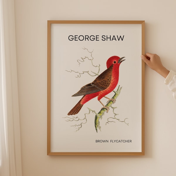 George Shaw Wall Art, Wild Bird Prints, Wildlife Artwork, Bird Lover Gift, Flycatcher Bird Poster, Bird Illustration, Bird Wall Art