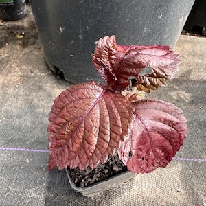 Live Shiso plant, also known as Perilla frutescens