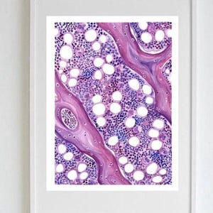 May include: A framed print featuring a detailed watercolor illustration of a biological tissue sample. The artwork showcases a close-up view of cells in shades of purple, pink, and white, creating a visually striking and educational piece.
