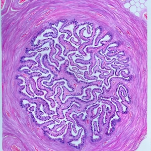 K&ouml;nnte beinhalten: Aquarellmalerei eines Gewebequerschnitts mit einem zentralen, komplizierten Muster in Lila und Wei&szlig;. Die &auml;u&szlig;eren Schichten sind hellrosa, mit kleinen roten Details.