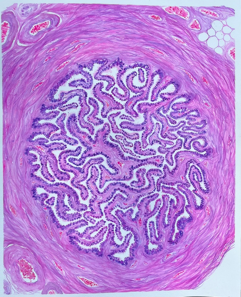 K&ouml;nnte beinhalten: Aquarellmalerei eines Gewebequerschnitts mit einem zentralen, komplizierten Muster in Lila und Wei&szlig;. Die &auml;u&szlig;eren Schichten sind hellrosa, mit kleinen roten Details.