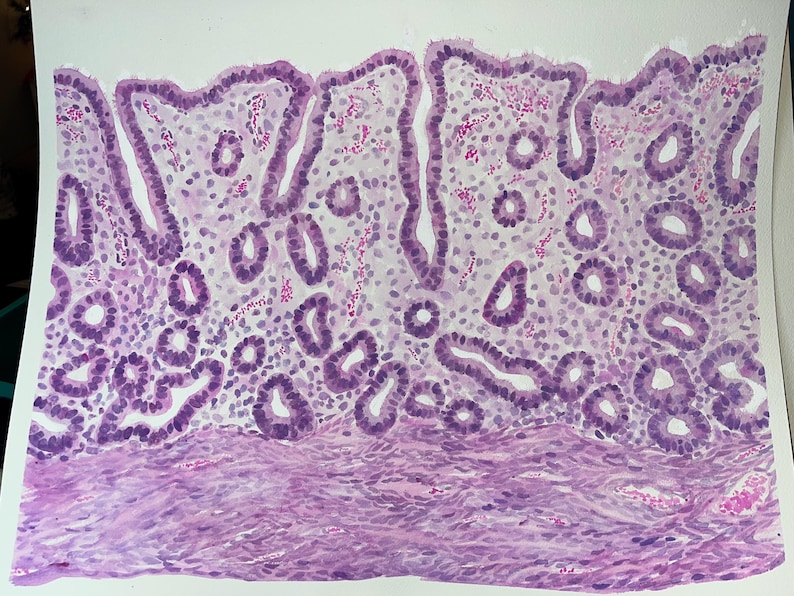 K&ouml;nnte beinhalten: Aquarell-Illustration einer biologischen Gewebeprobe, die einen detaillierten Querschnitt zeigt. Das Bild zeigt eine Reihe von Lilat&ouml;nen mit ausgepr&auml;gten Zellstrukturen und Mustern. Der obere Teil zeigt l&auml;ngliche, fingerartige Vorspr&uuml;nge.