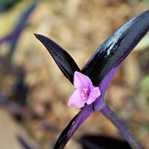 Tradescantia Pallida of paarshartbloem