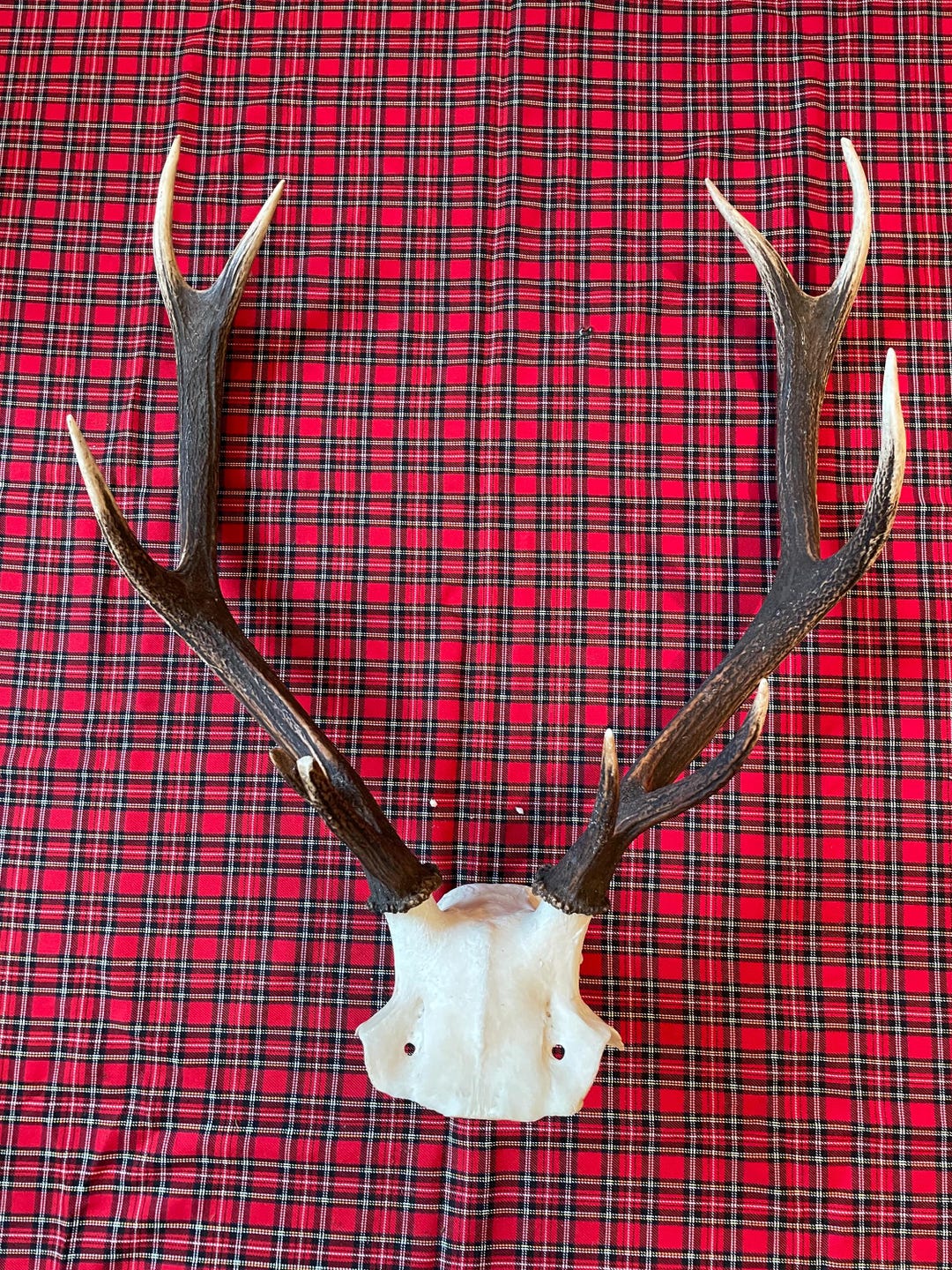 Large Set Symmetrical Scottish Hill Deer Stag Antler's With 10 Points ...