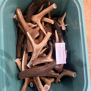 May include: A collection of deer antlers in various sizes and shades of brown, tan, and white, filling a teal plastic bin. The antlers have a rough, textured surface and are naturally shed. A small white label reads "25x Thumbsticks All Sizes."