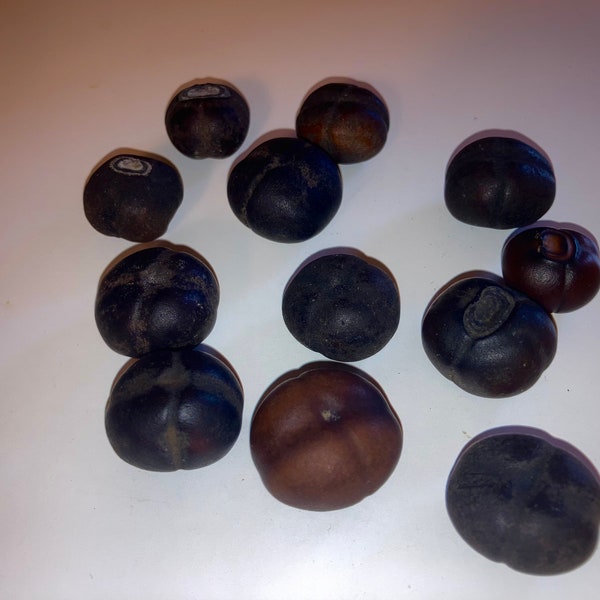 Mary's Beans, Natural Intact Sea Beans (Merremia discoidesperma), Tropical Ocean Drift Seeds