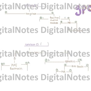 Medische laboratoriumwetenschap Bacteriologie Stroomschema Studiegids