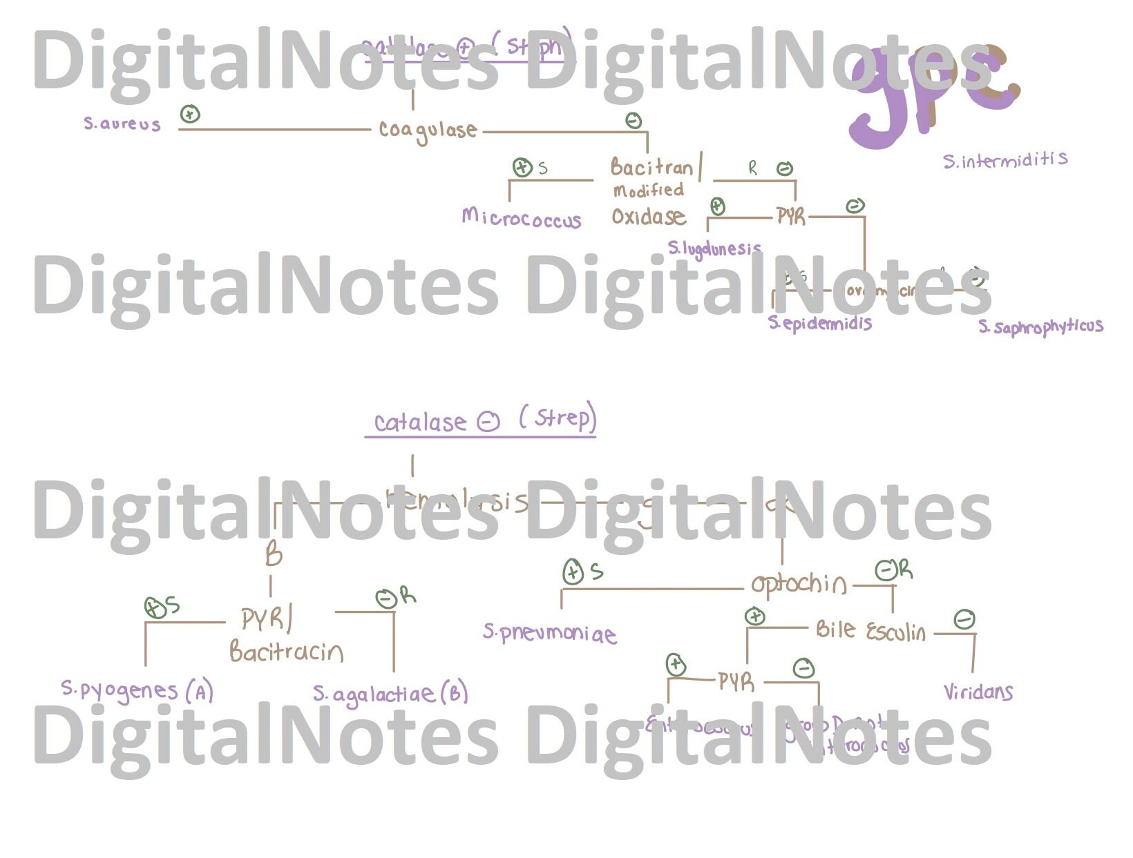 Medical Laboratory Science Bacteriology Flow Chart Study Guide Etsy