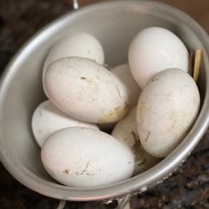 May include: A metal colander filled with several large, white eggs. The eggs have slight imperfections and are speckled with light brown marks. The colander has a wire handle and is sitting on a dark surface.