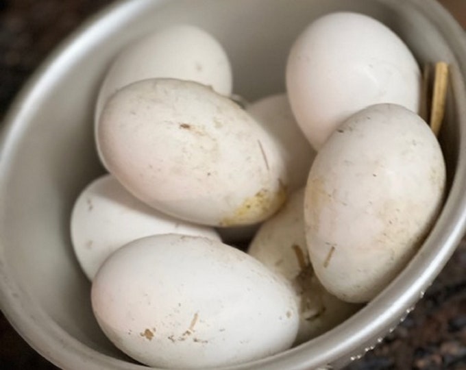 Farm Fresh Goose Eggs for Eating and Baking Etsy