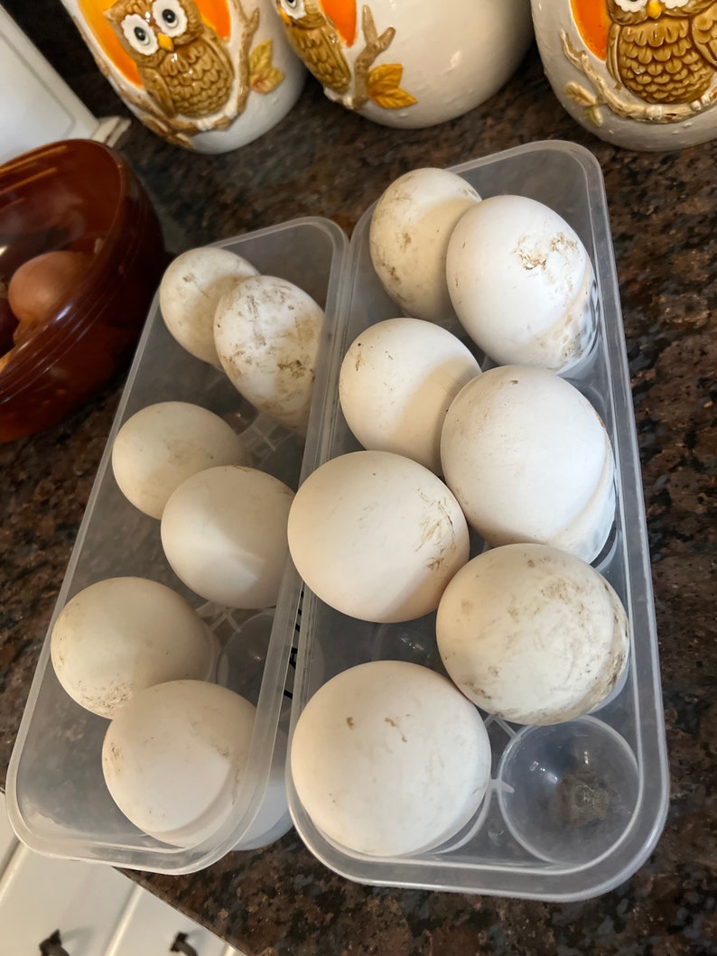 Farm Fresh Goose Eggs for Eating and Baking Etsy