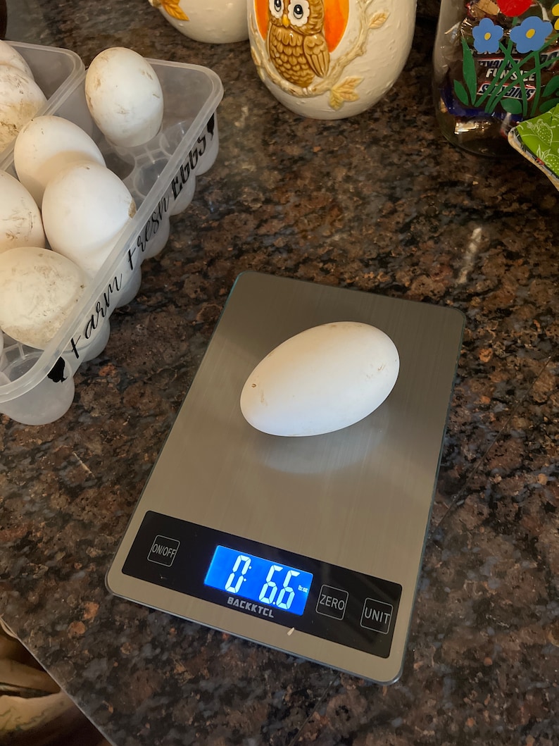 Farm Fresh Goose Eggs for Eating and Baking Etsy