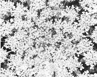 Queen Anne's Lace flower photograph.  Black and white printable. Nature decor.