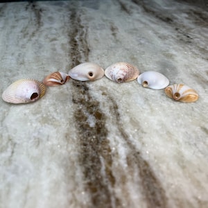 Shells for Jewelry, Ornaments - Hand-Picked Florida Seashells