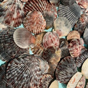 Dusk - Hand-Picked Florida Seashells