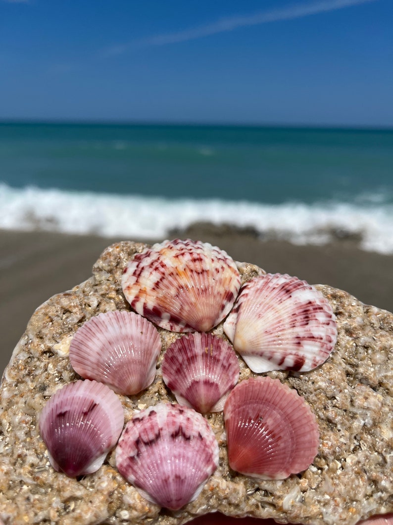 The Rose Petal - Hand-picked Florida Seashells - Etsy