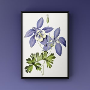 Vintage Floral Botanical Print – Blue Wildflower Wall Art – Antique Floral Illustration – Instant Download