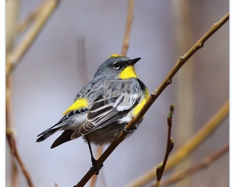 Western Meadowlark Bird.