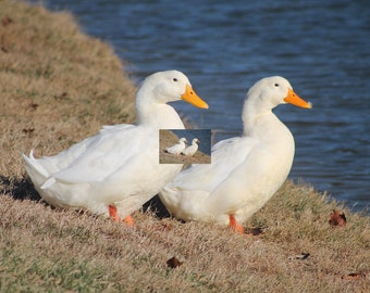 Wild White Ducks, Bird